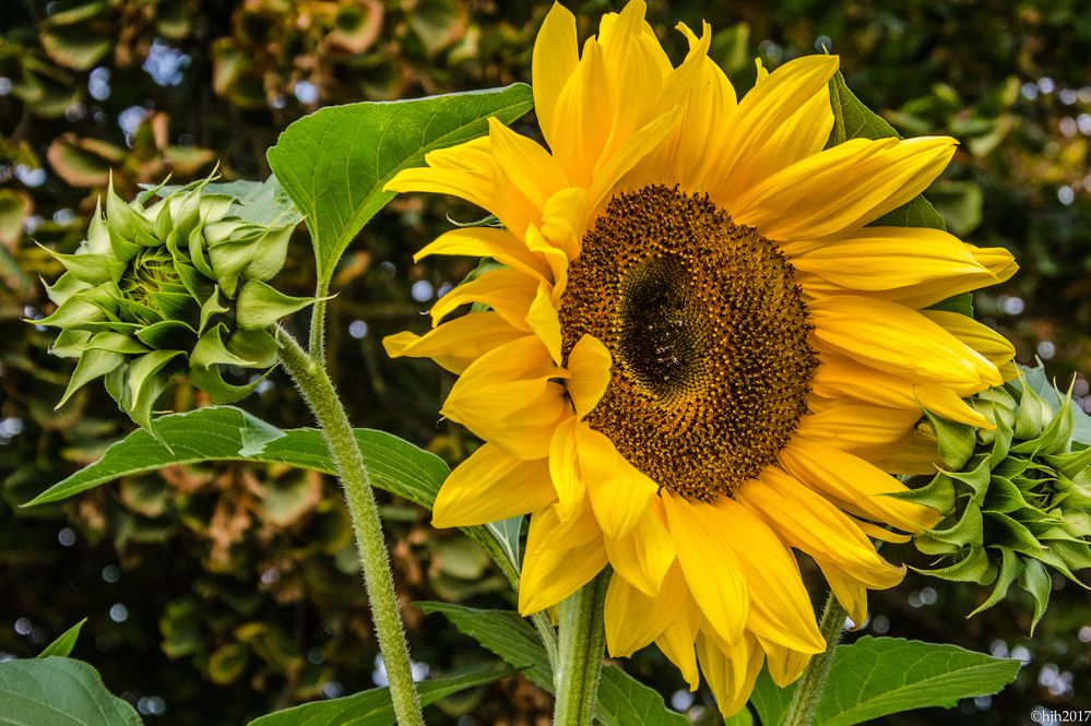 Photograph by Hans-Jürgen Hinz