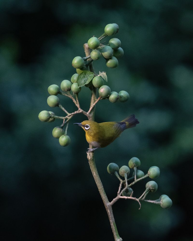 Photograph by Prabhat Ghosh