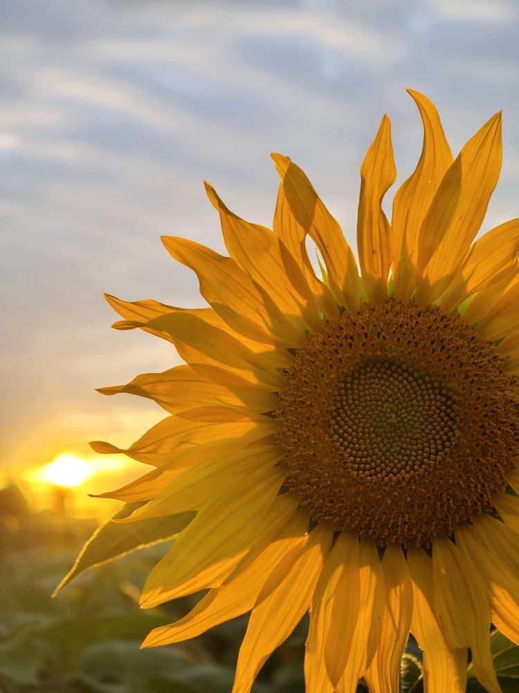 Photograph by Алексей Юдин