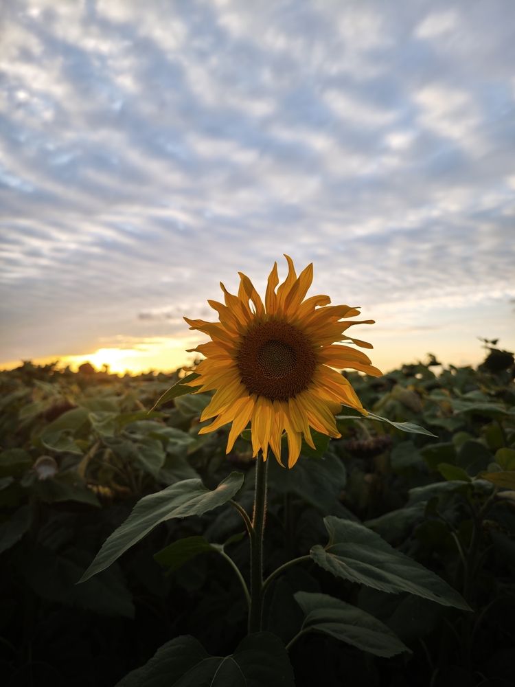 Photograph by Алексей Юдин