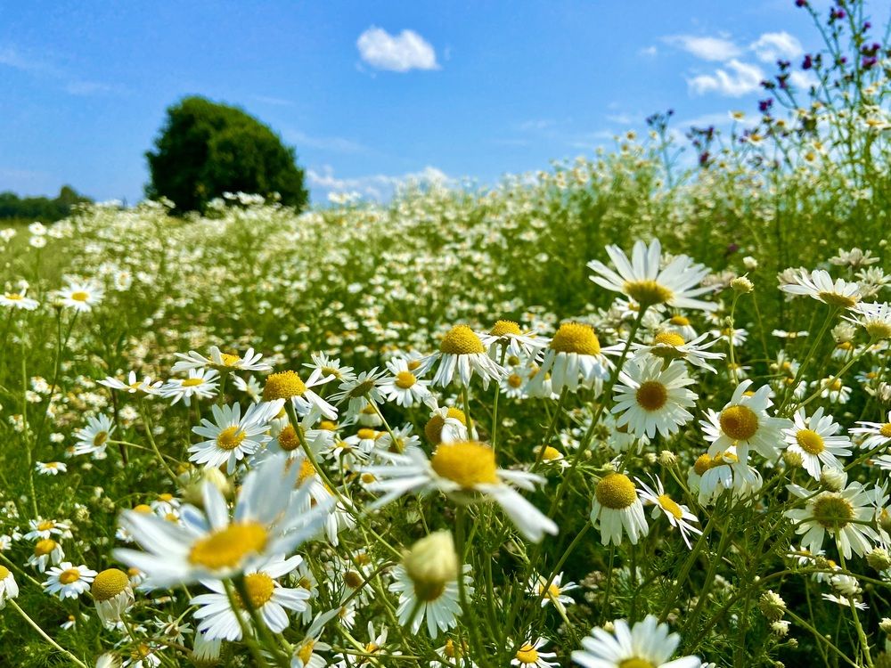 Photograph by Ирина Швейнова