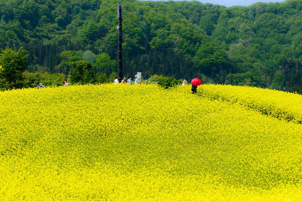 Фотография автора SIERRA