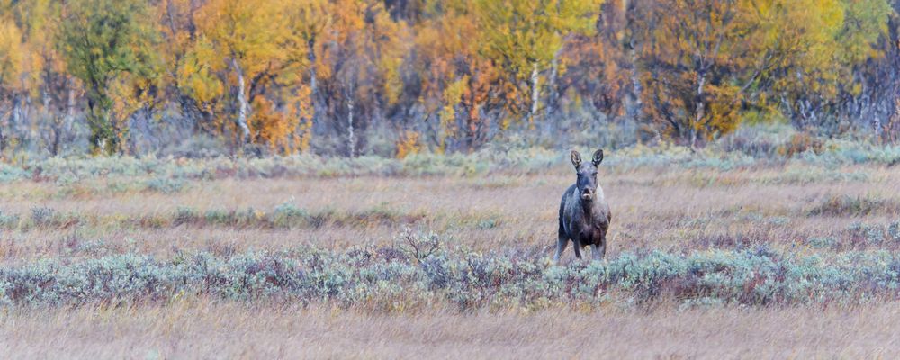 Photograph by Jørgen Hovde