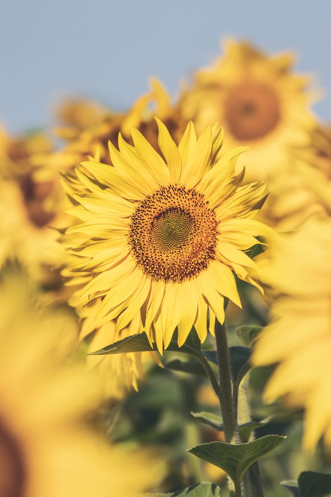 Photograph by Степан Ковыльчик