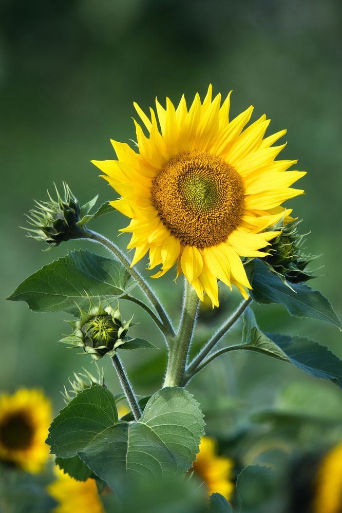 Photograph by Janis Serdienis