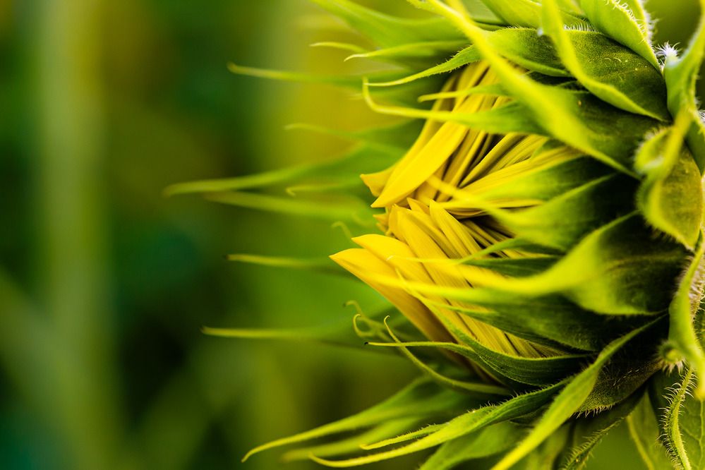 Photograph by Eliane Pellegrini