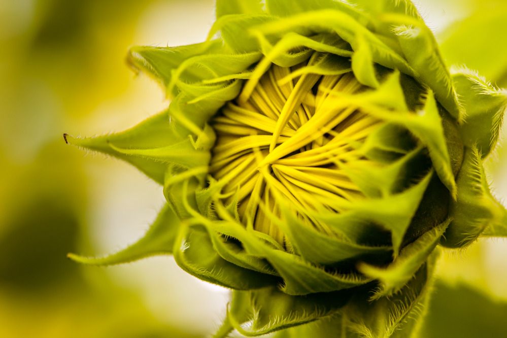 Photograph by Eliane Pellegrini