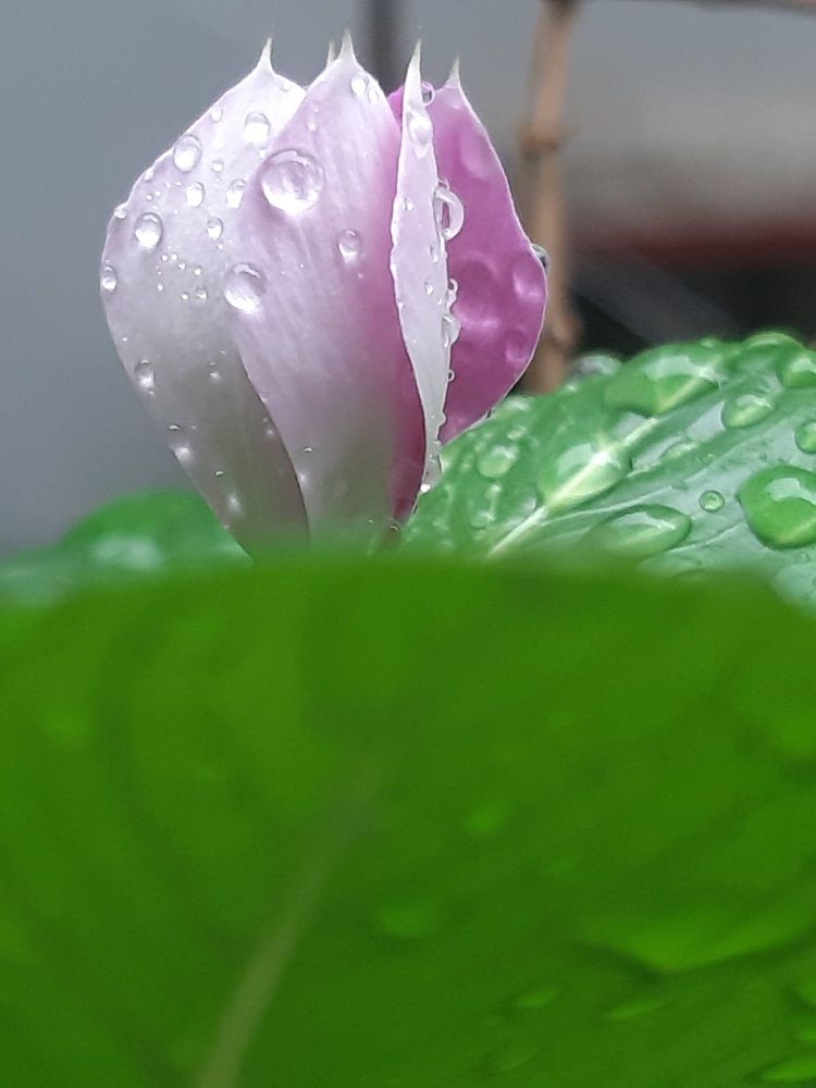 Photograph by Neel Bonna