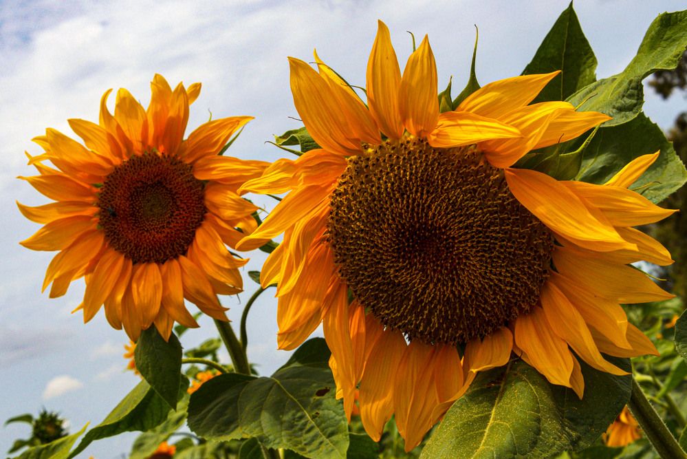 Photograph by Alla Shapochnik