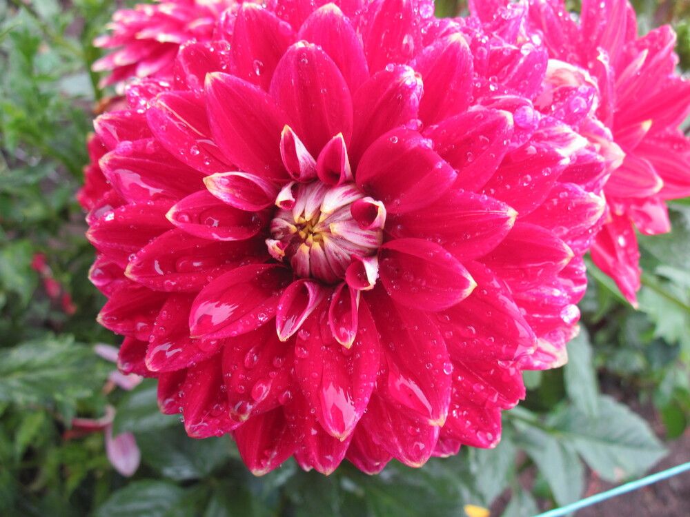 Фотография автора Георгий Самусевич