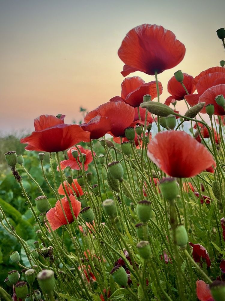 Photograph by Олеся Старицкая