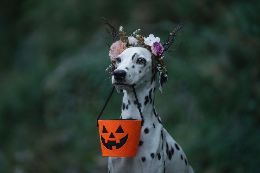 Photograph by Андрианова Ирина