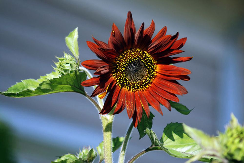 Photograph by Людмила Павловна