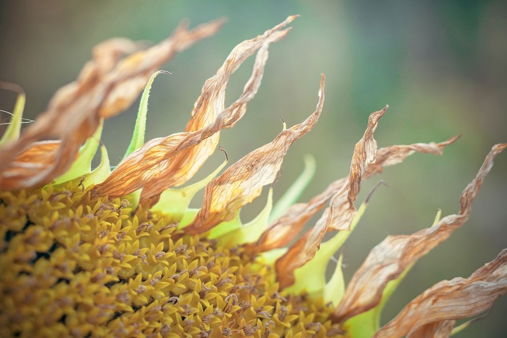 Фотография автора Анна Хабарова