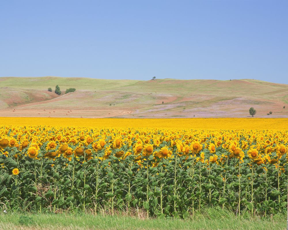 Photograph by Елена Бородина
