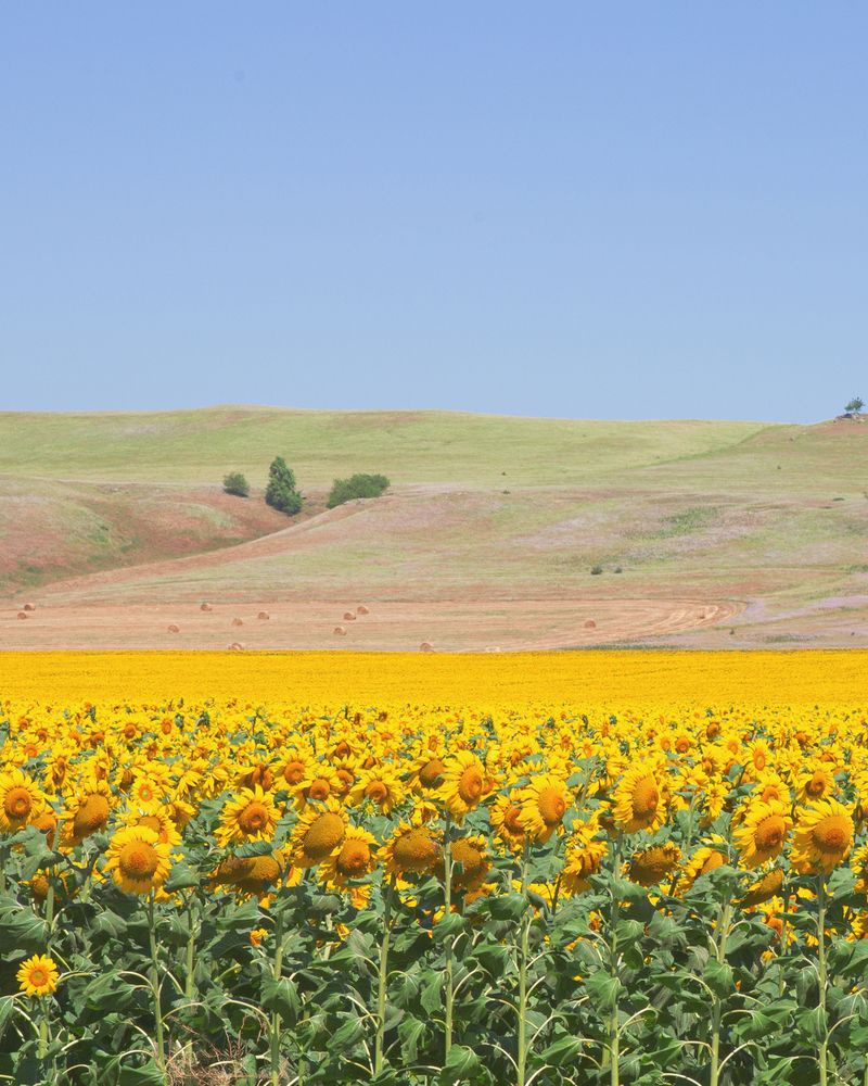 Photograph by Елена Бородина