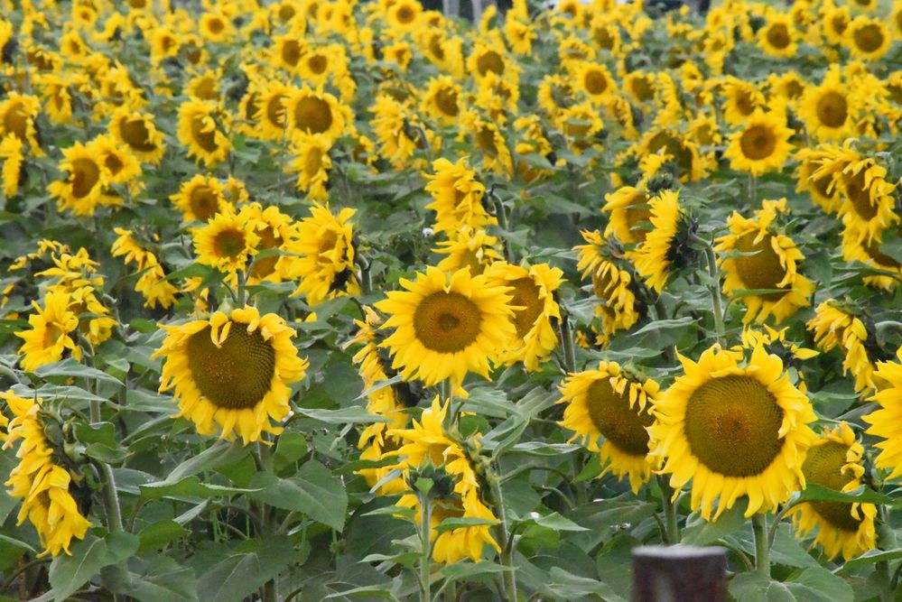 Фотография автора Camilo Martinez