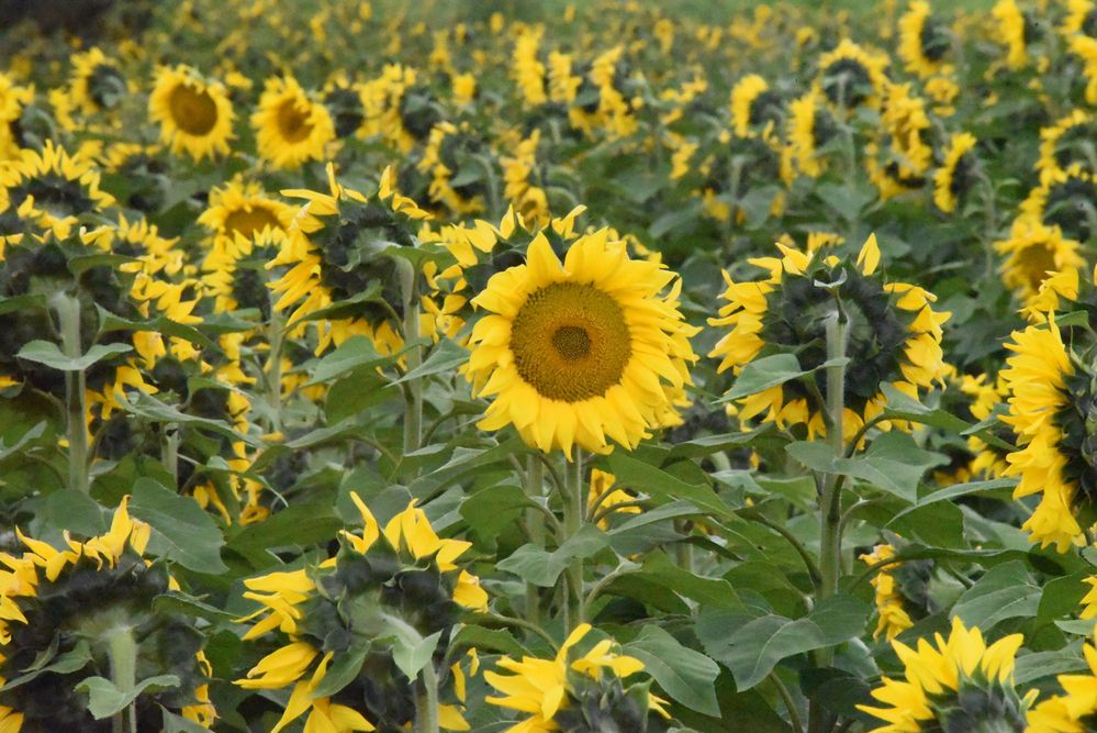 Фотография автора Camilo Martinez