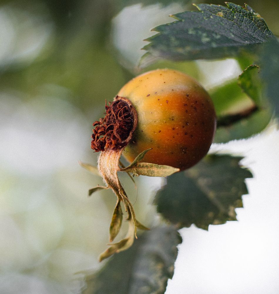 Фотография автора Анна Хабарова