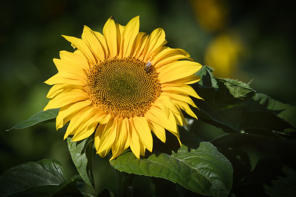 Photograph by Janis Serdienis