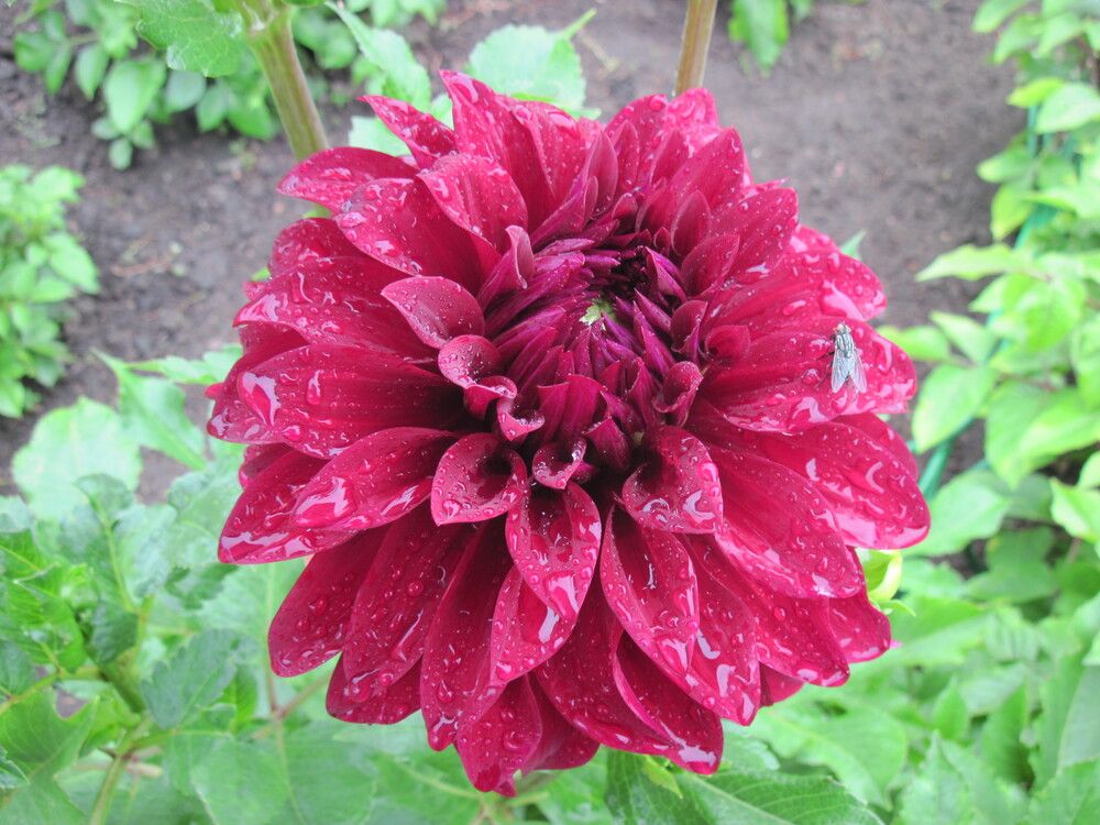 Фотография автора Георгий Самусевич