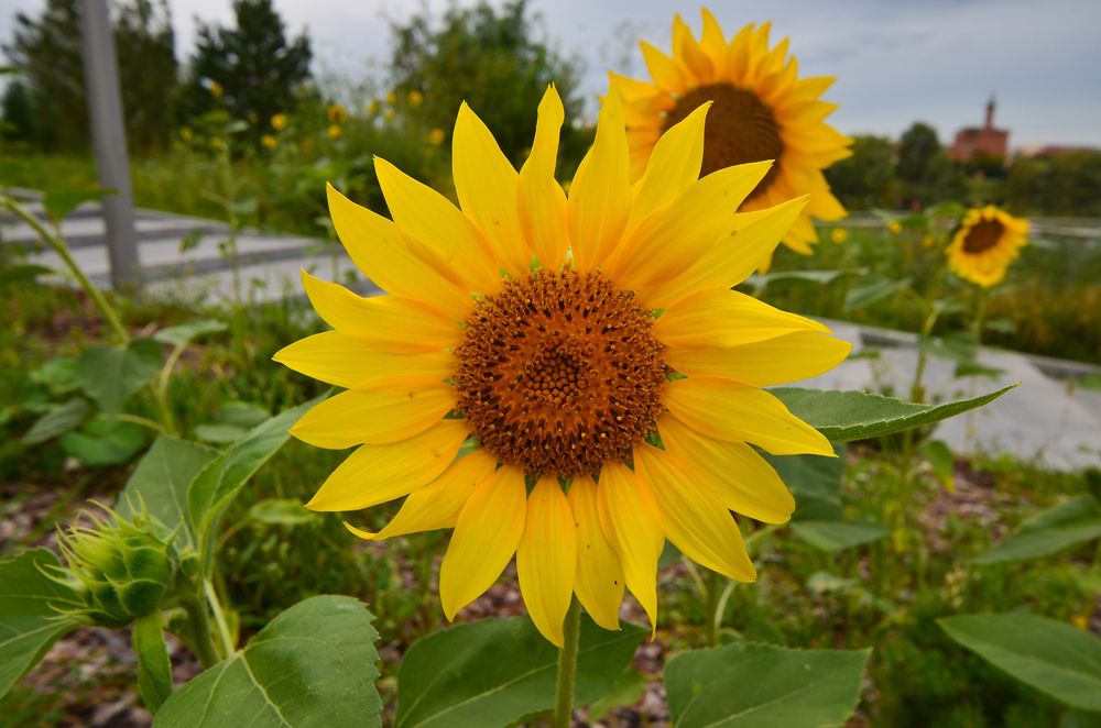 Photograph by Елена Иванова