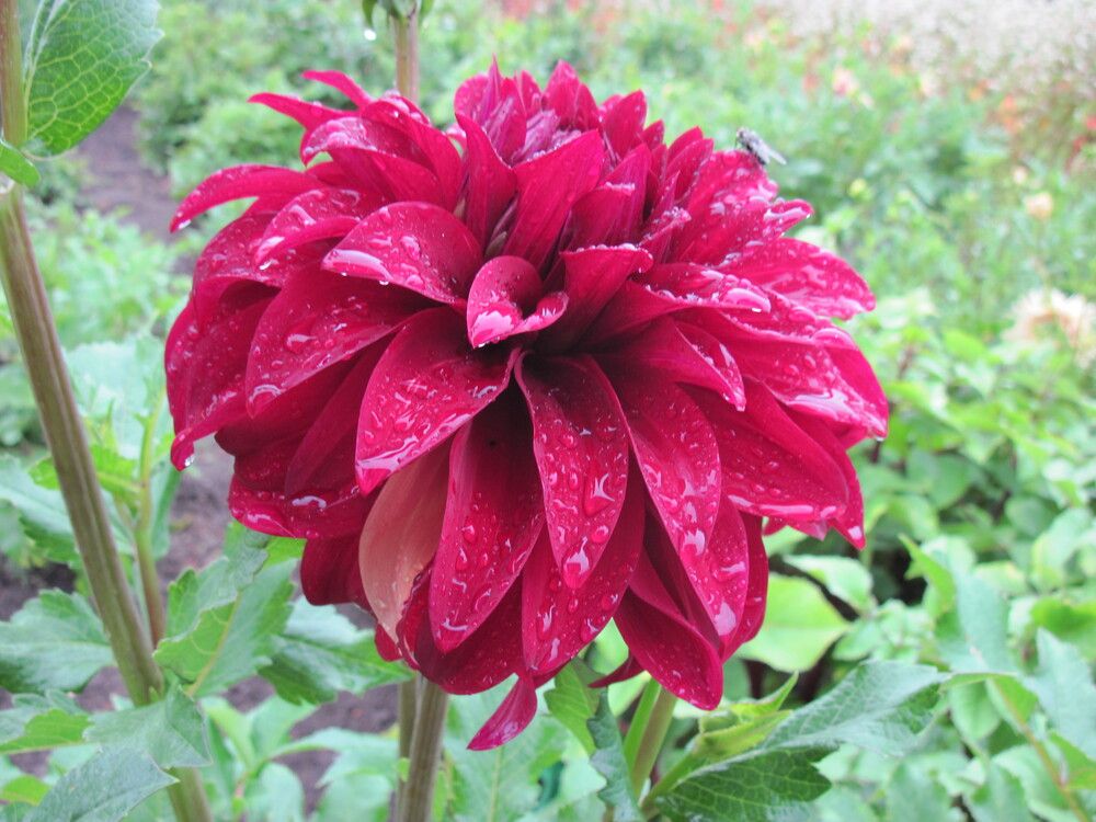 Фотография автора Георгий Самусевич