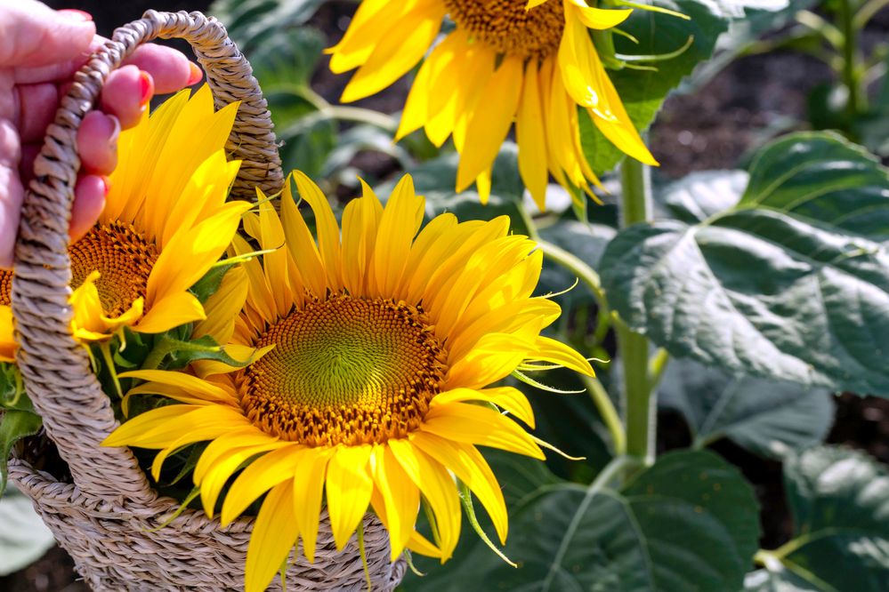 Photograph by Roza Kenarova