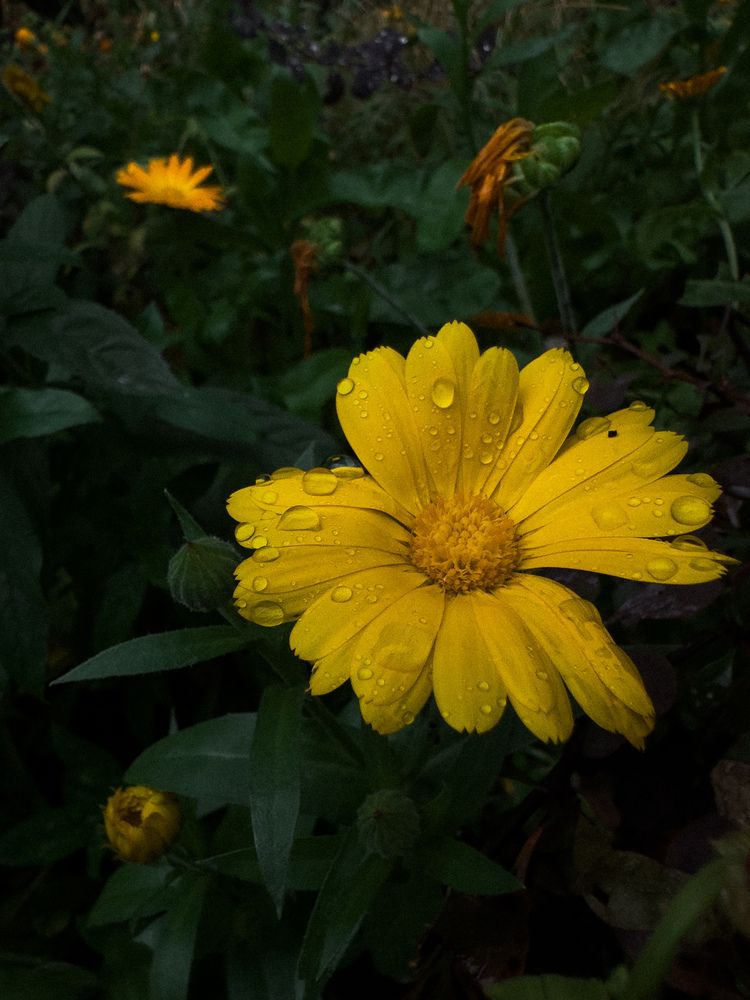 Photograph by Ася Жгенти