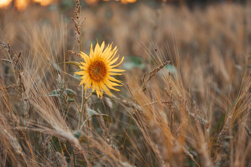 Photograph by Елена Владимировна