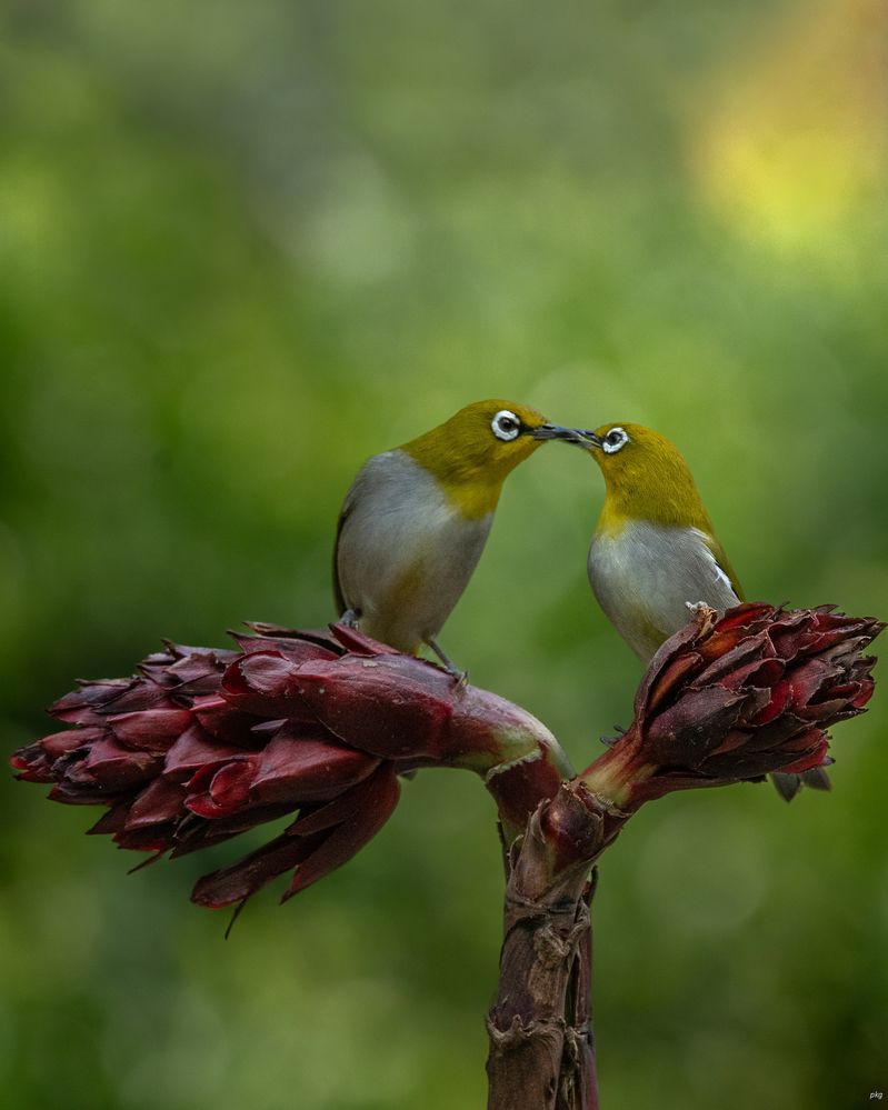 Photograph by Prabhat Ghosh