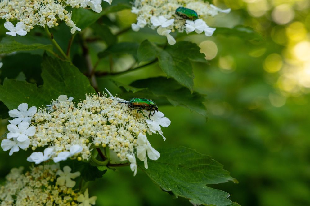 Фотография автора Светлана Поливанова