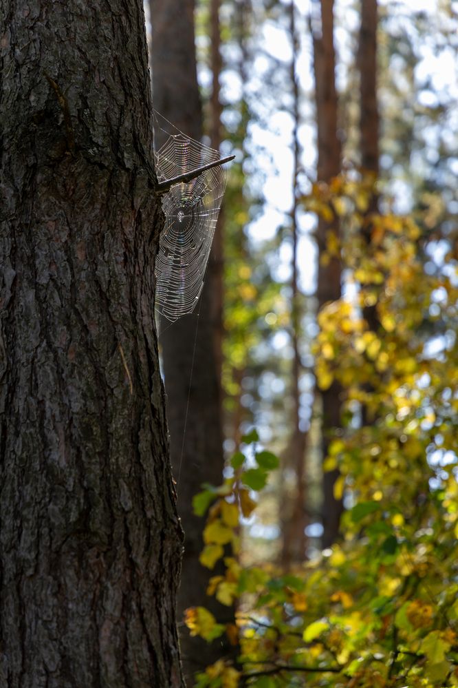 Фотография автора Светлана Поливанова