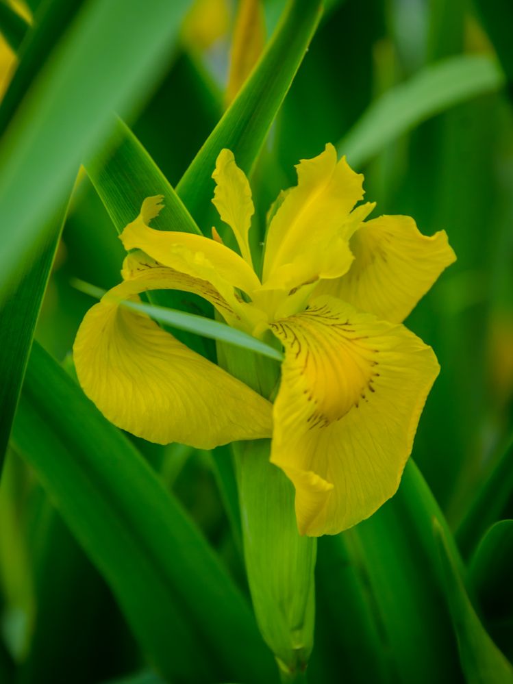 Photograph by Ольга Заповедная