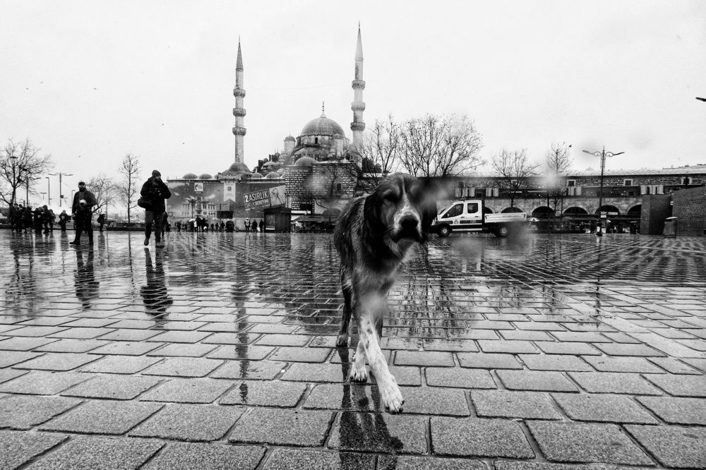 Photograph by fuat cimok