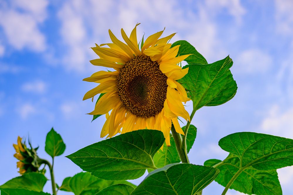Фотография автора Елена Емельянова