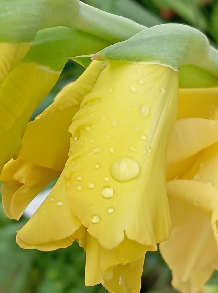 Photograph by Елена Коробченко