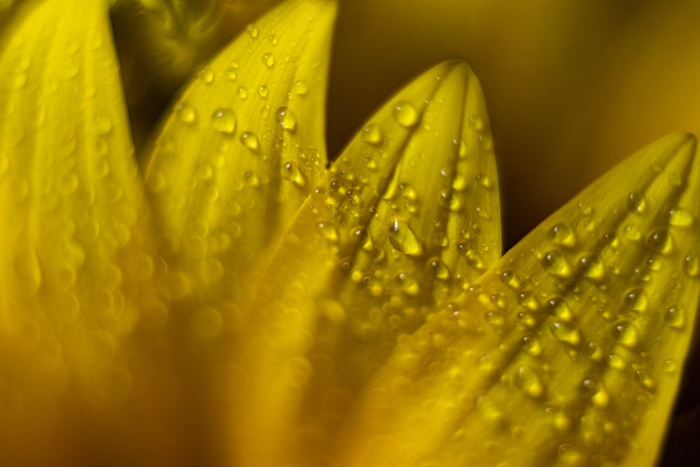 Photograph by Дмитрий Давидов