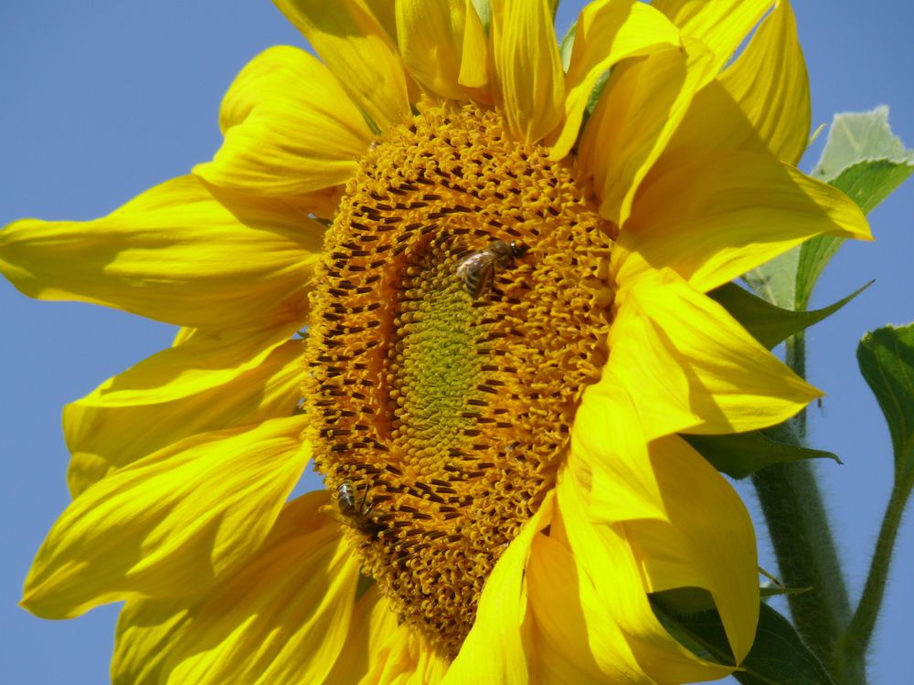 Фотография автора Анатолий Борисов