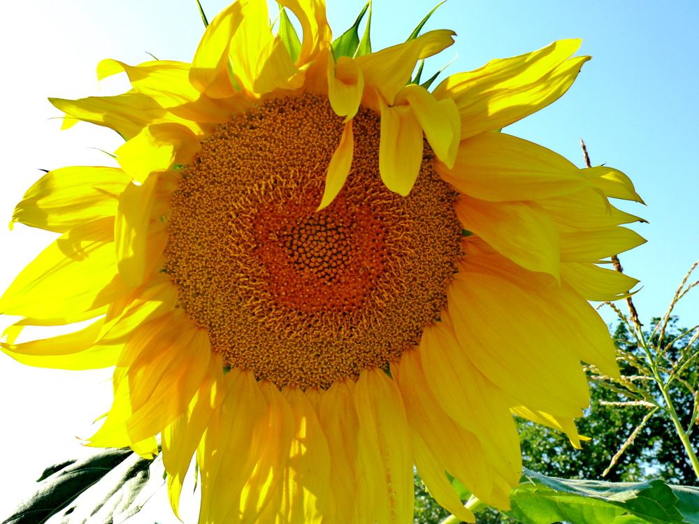 Фотография автора Анатолий Борисов