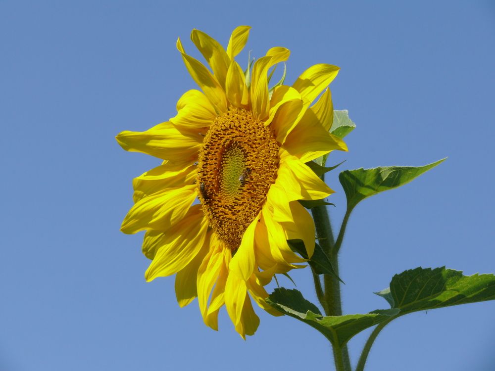 Фотография автора Анатолий Борисов