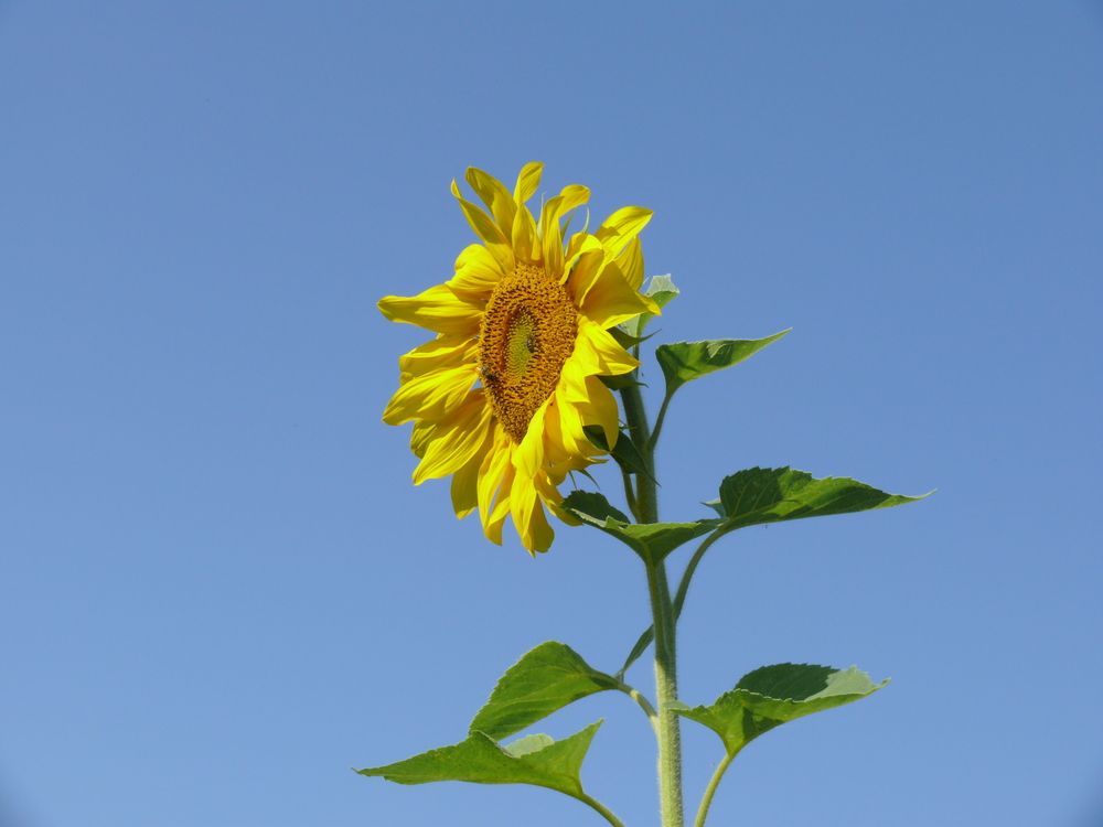 Фотография автора Анатолий Борисов