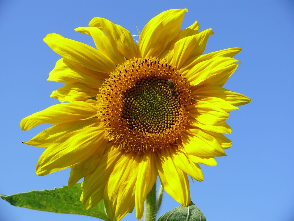 Фотография автора Анатолий Борисов