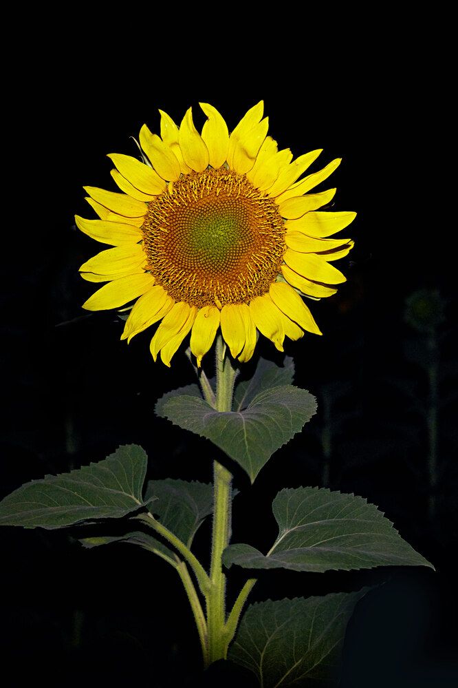 Ночное солнце