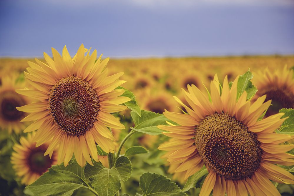 Photograph by Почечуй Андрей