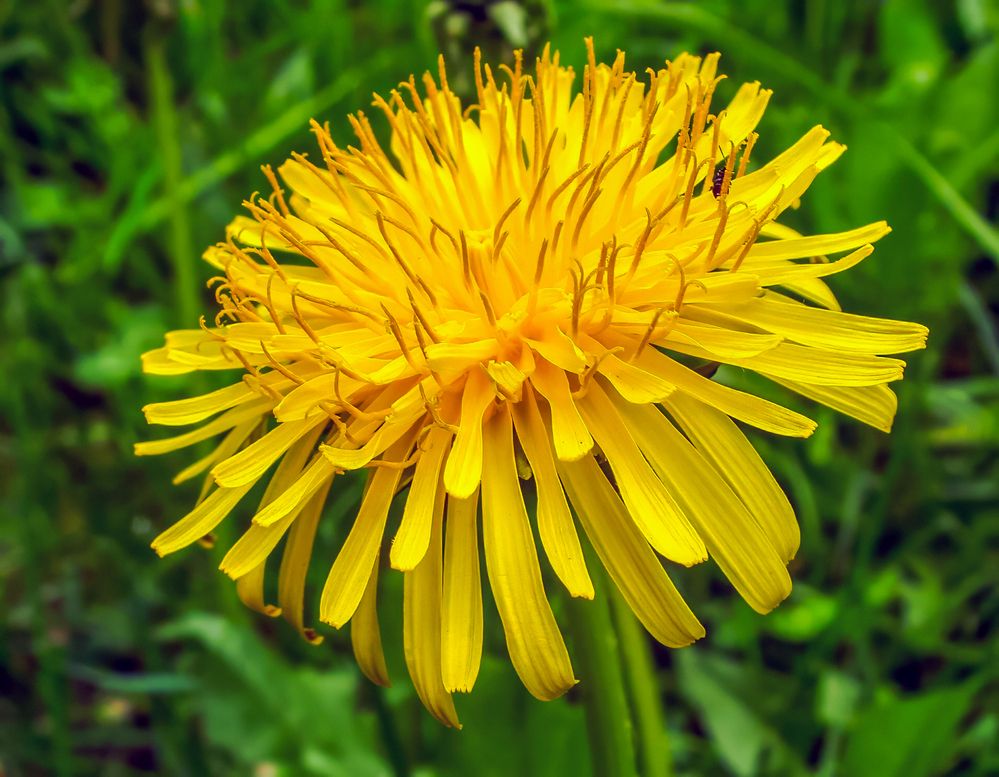 Photograph by Лариса Рулёва