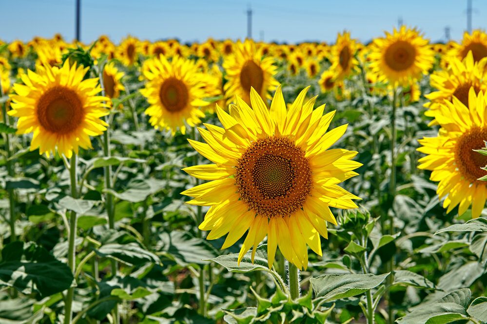 Весёлая компания