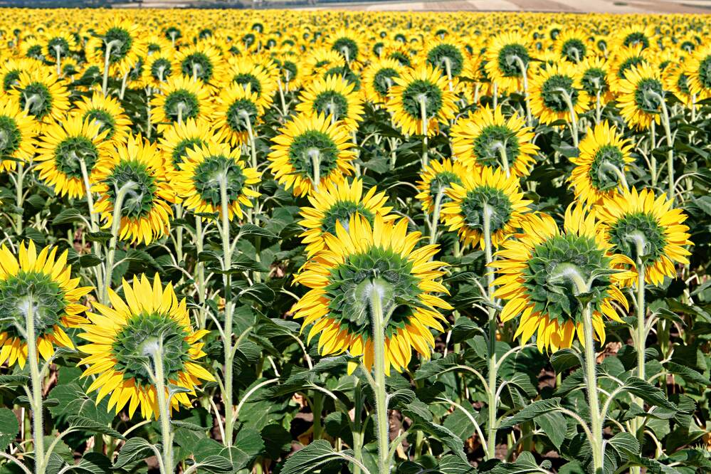 Спиной к светилу