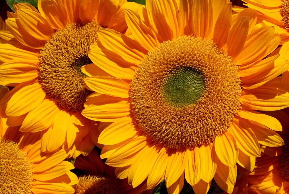 Photograph by Arnis Krūmiņš