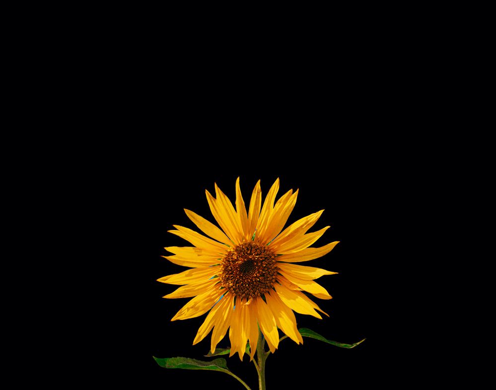 Photograph by Kareem Abo el magd